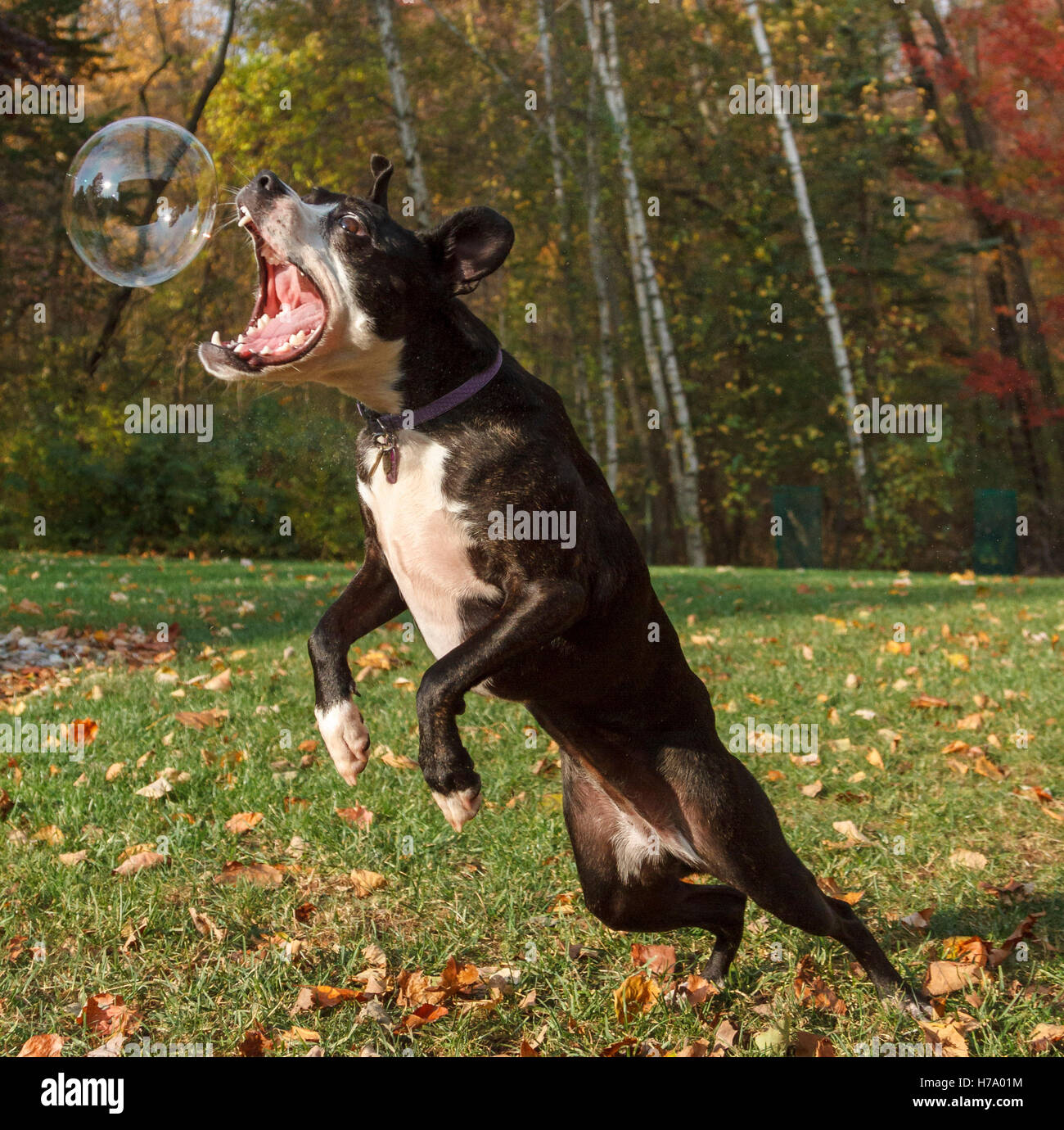 Jeune chien saute à une Bulle Banque D'Images