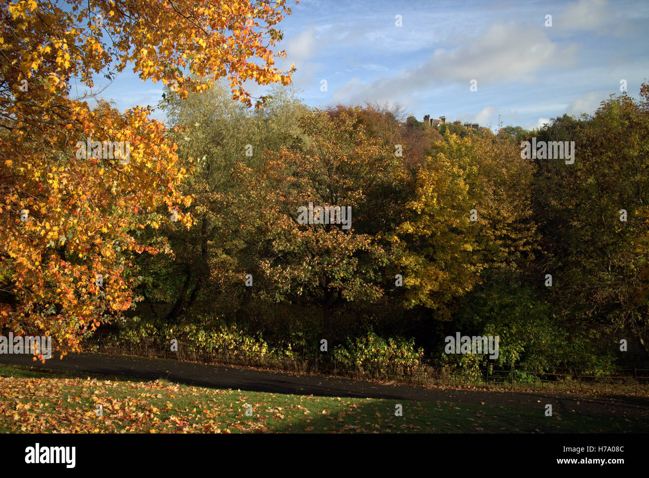 Les arbres à feuillage d'automne les feuilles d'or et la couleur des motifs Banque D'Images