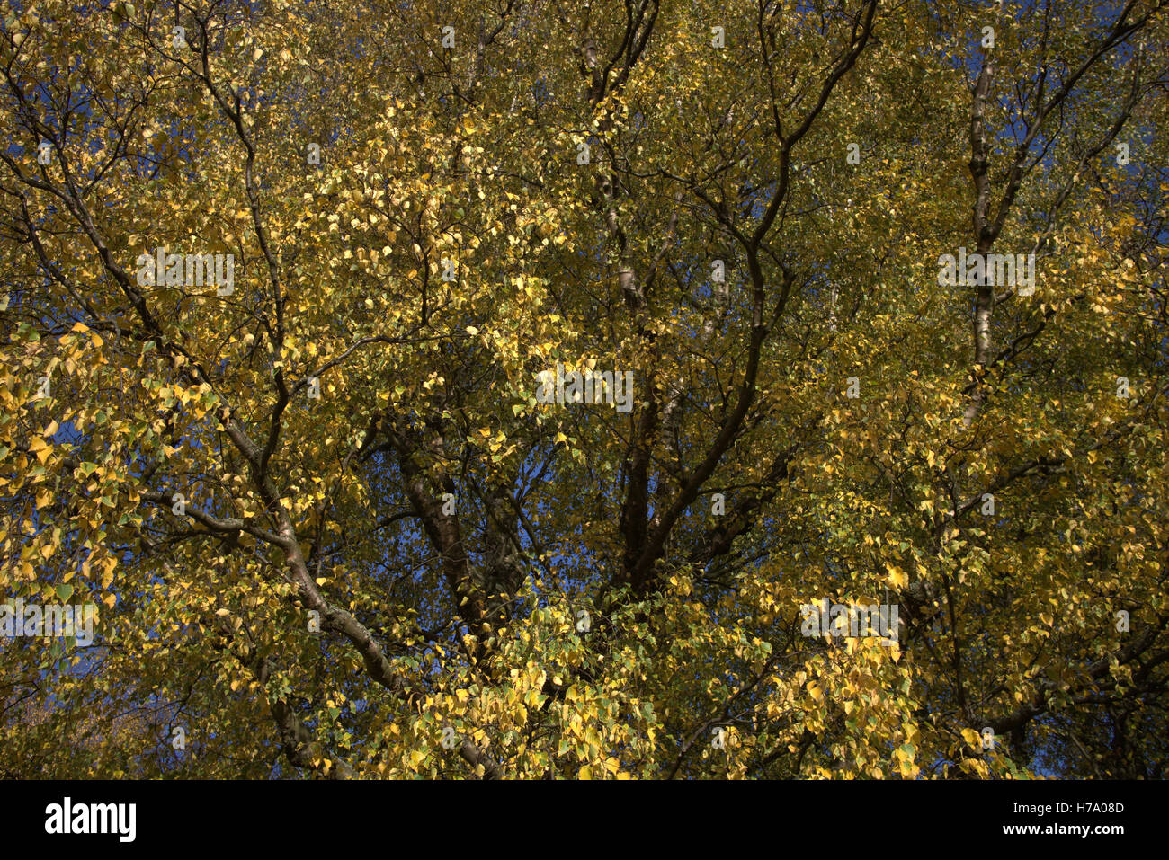 Les arbres à feuillage d'automne les feuilles d'or et la couleur des motifs Banque D'Images