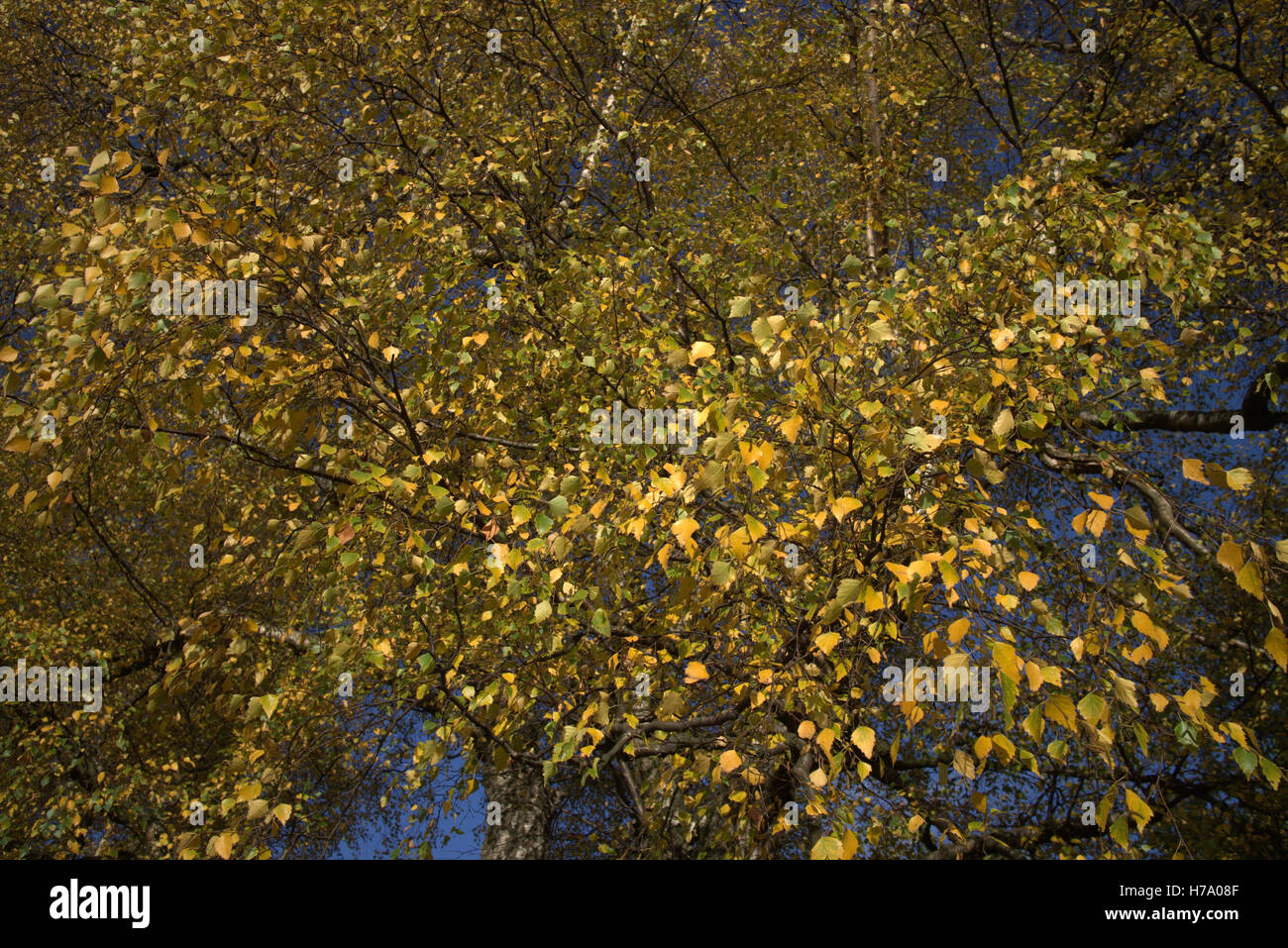 Les arbres à feuillage d'automne les feuilles d'or et la couleur des motifs Banque D'Images