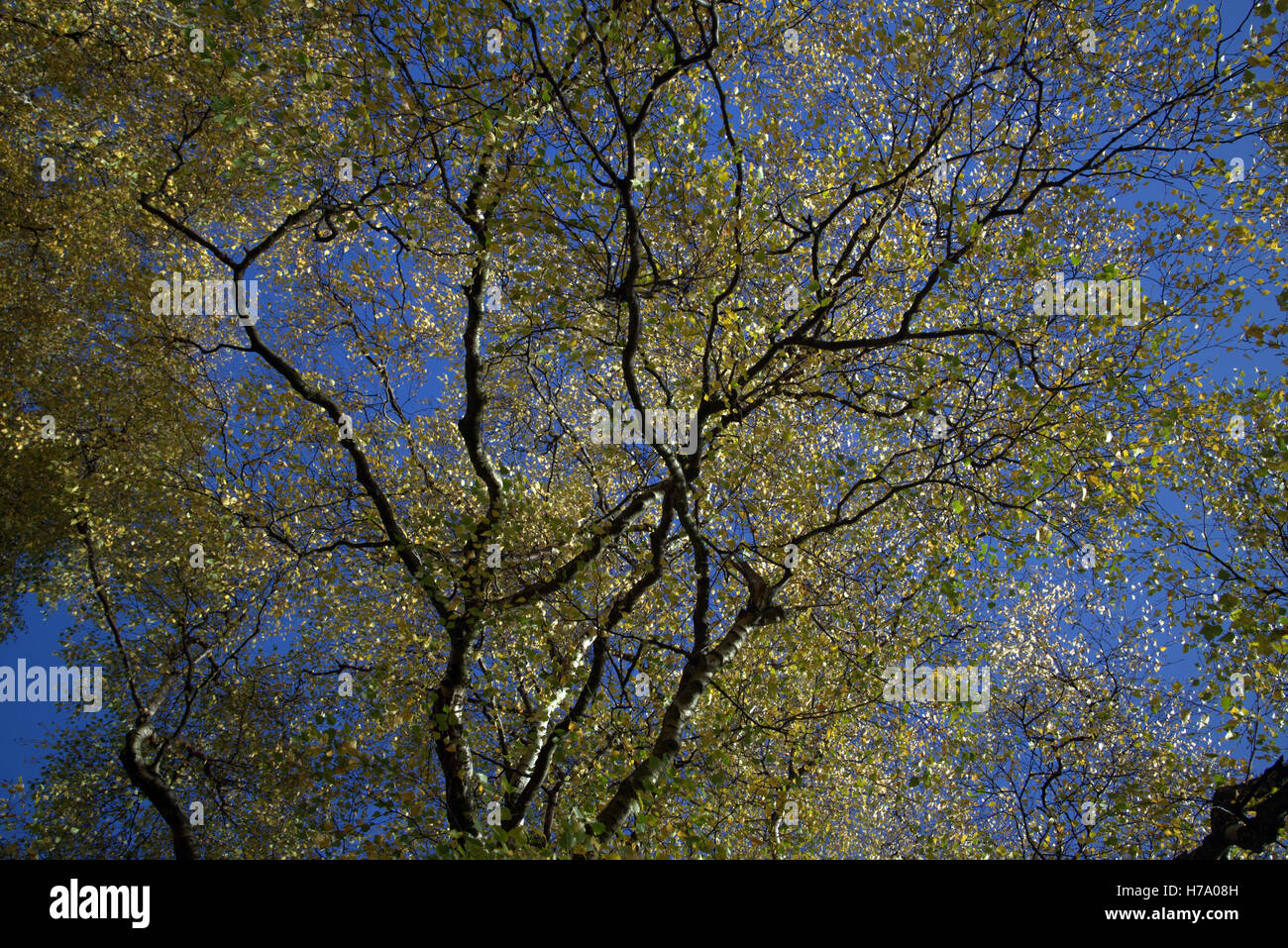 Les arbres à feuillage d'automne les feuilles d'or et la couleur des motifs Banque D'Images