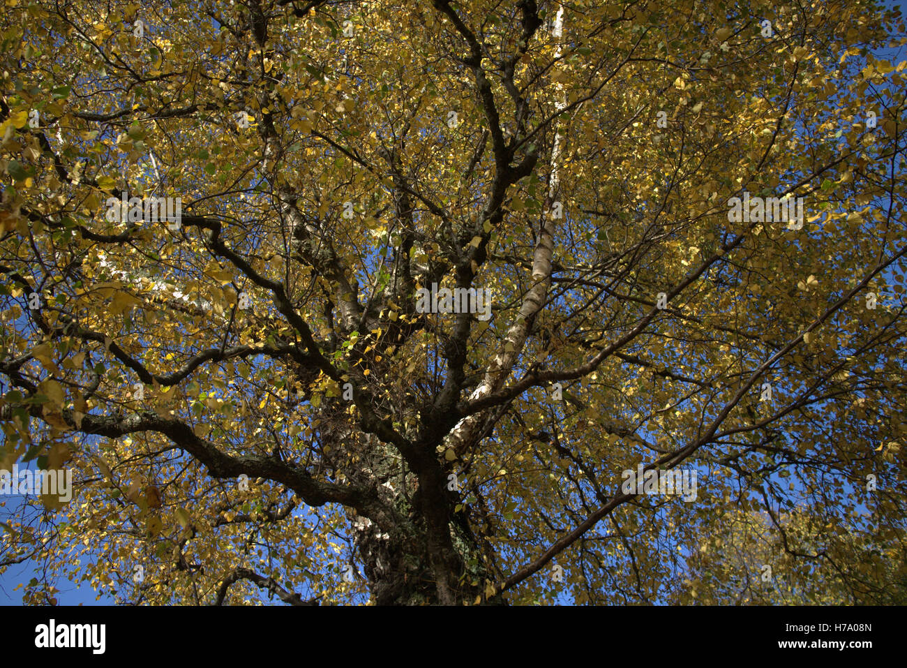 Les arbres à feuillage d'automne les feuilles d'or et la couleur des motifs Banque D'Images