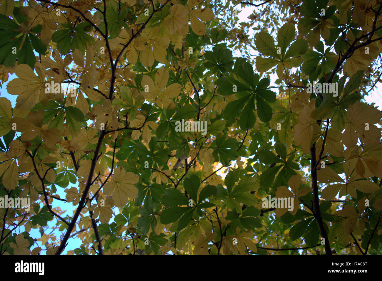 Les arbres à feuillage d'automne les feuilles d'or et la couleur des motifs Banque D'Images