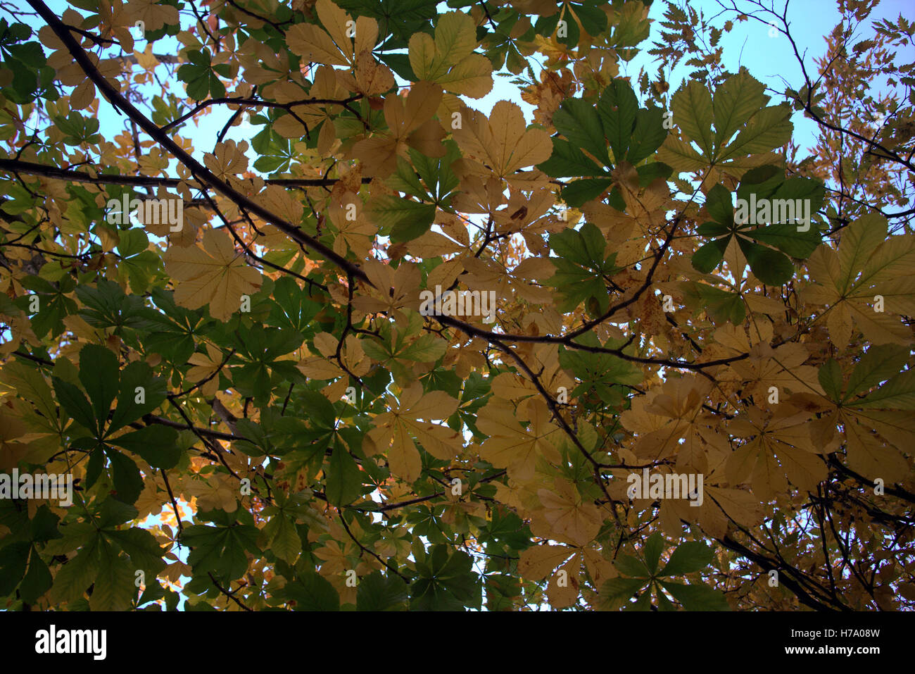 Les arbres à feuillage d'automne les feuilles d'or et la couleur des motifs Banque D'Images