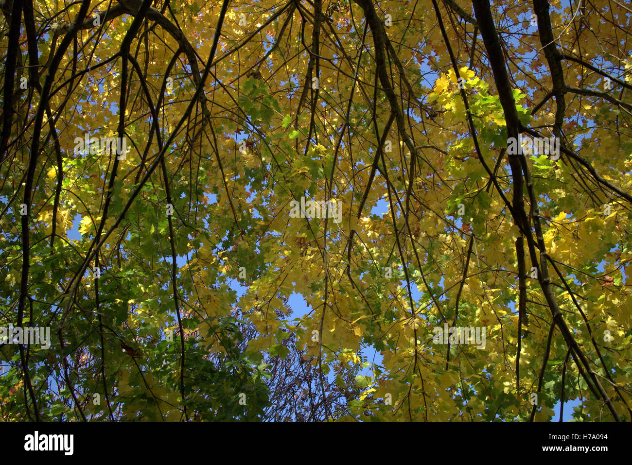 Les arbres à feuillage d'automne les feuilles d'or et la couleur des motifs Banque D'Images