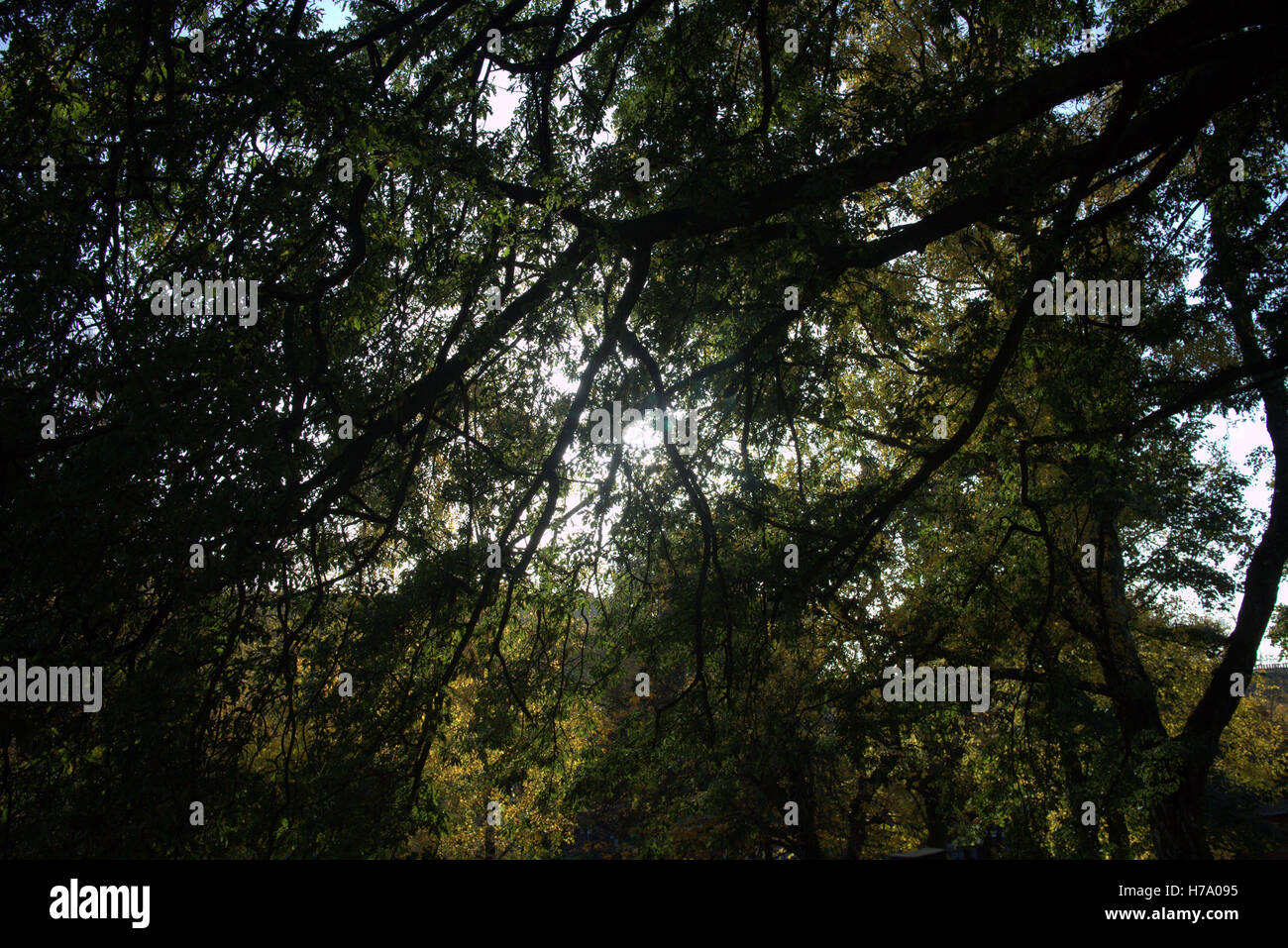Les arbres à feuillage d'automne les feuilles d'or et la couleur des motifs Banque D'Images