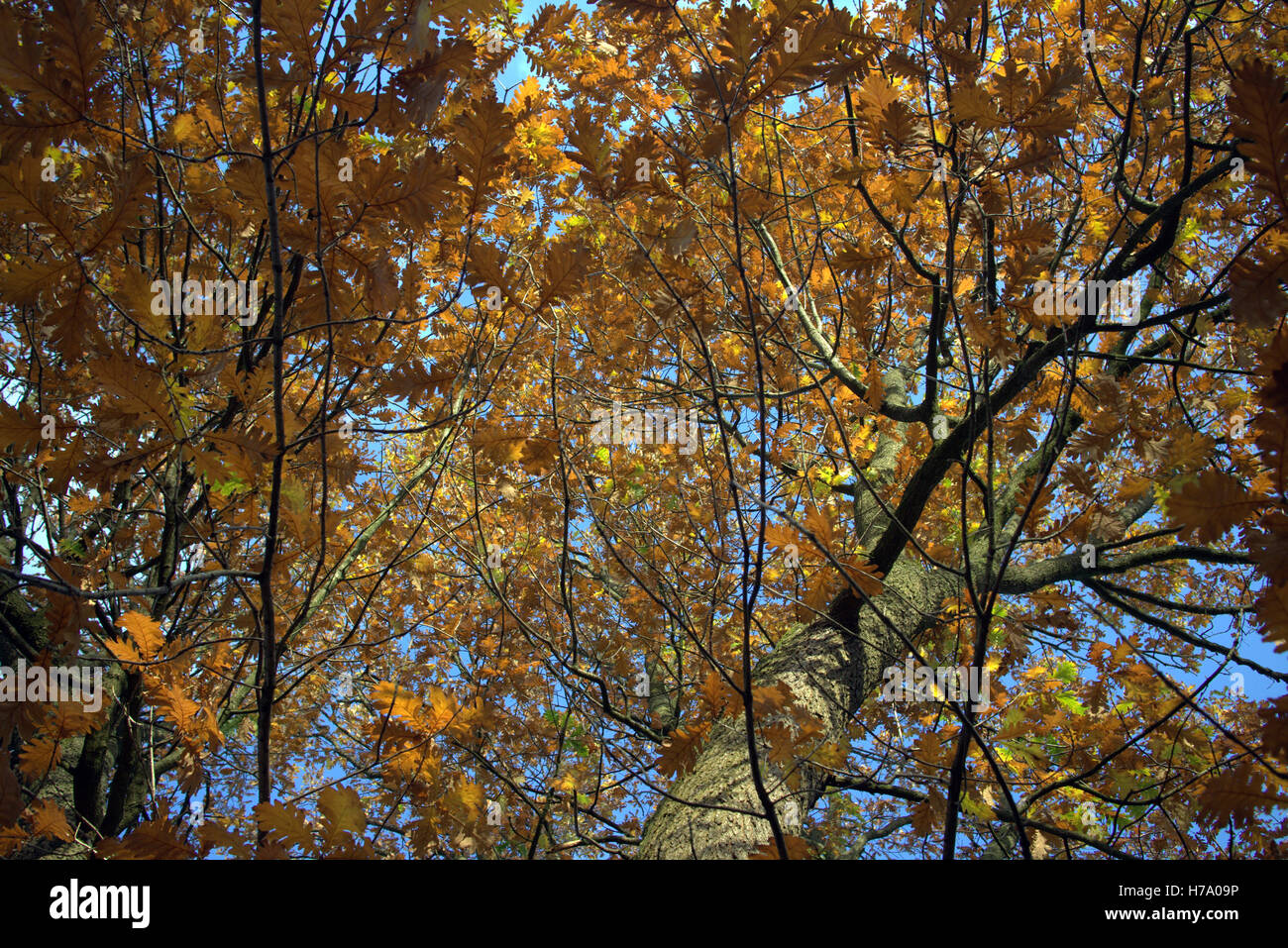 Les arbres à feuillage d'automne les feuilles d'or et la couleur des motifs Banque D'Images
