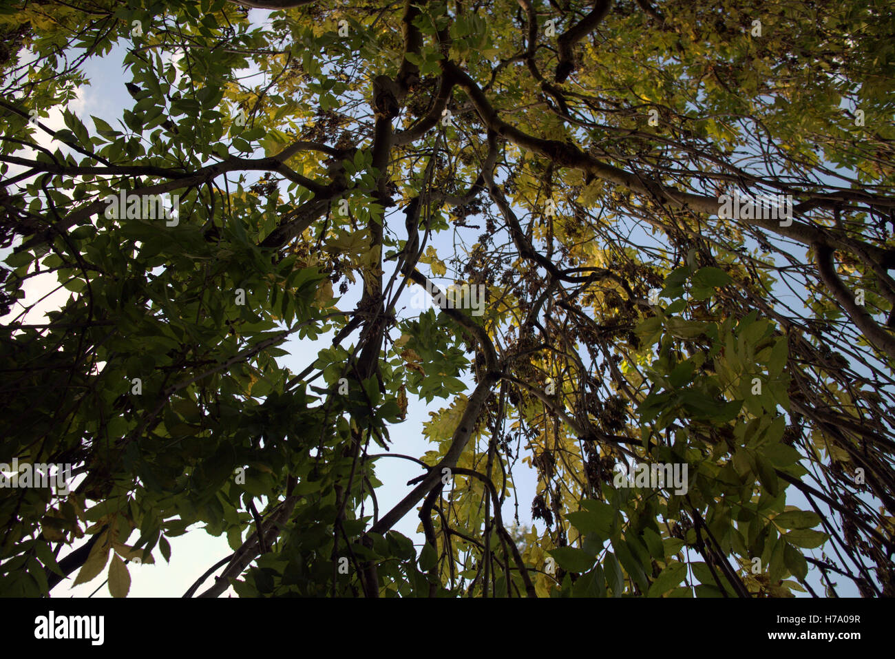 Les arbres à feuillage d'automne les feuilles d'or et la couleur des motifs Banque D'Images