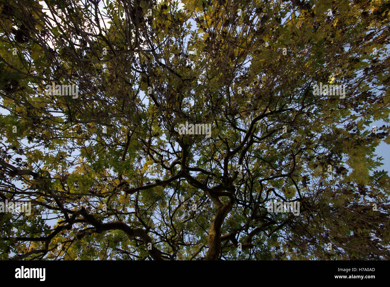 Les arbres à feuillage d'automne les feuilles d'or et la couleur des motifs Banque D'Images