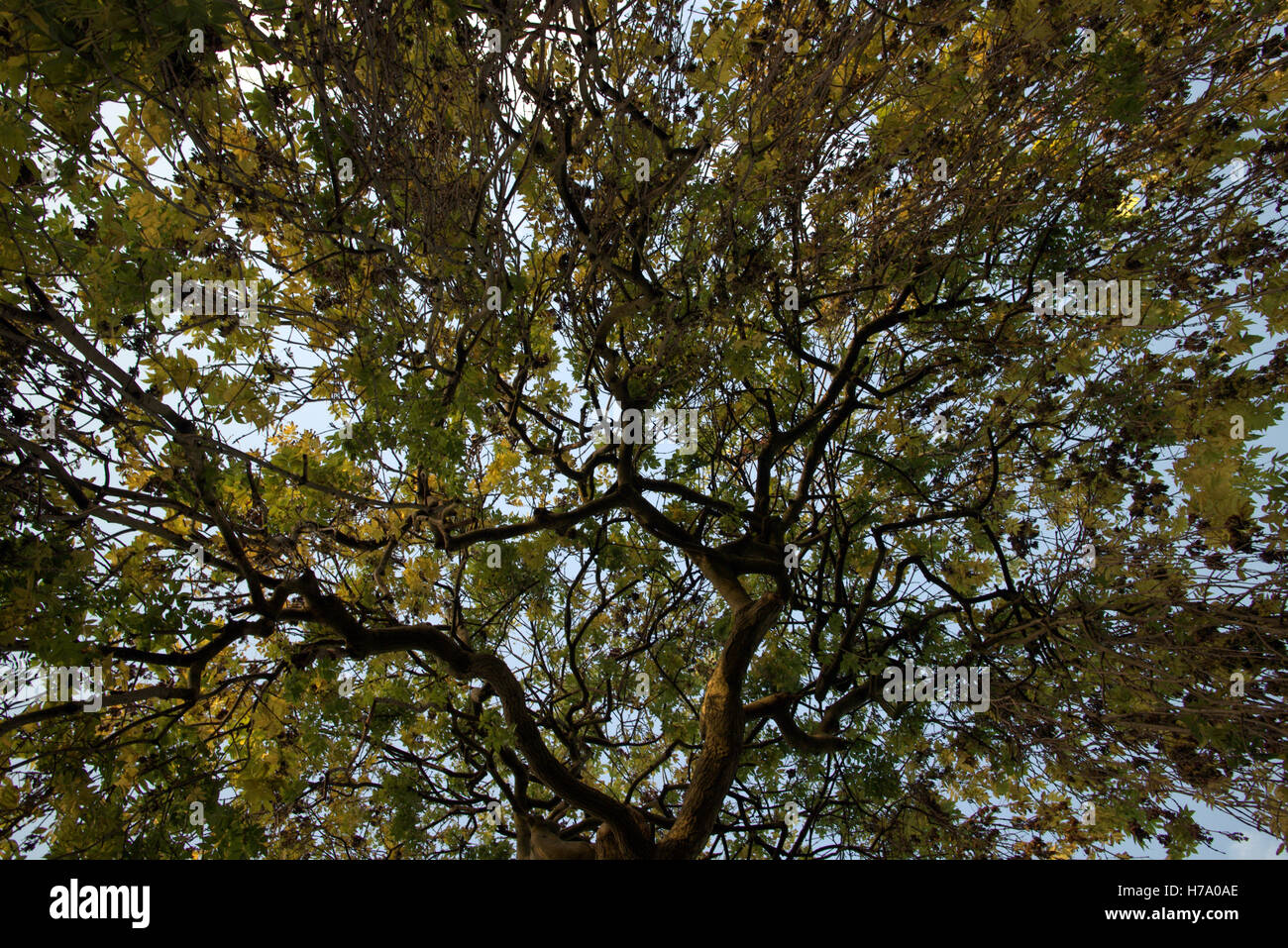 Les arbres à feuillage d'automne les feuilles d'or et la couleur des motifs Banque D'Images
