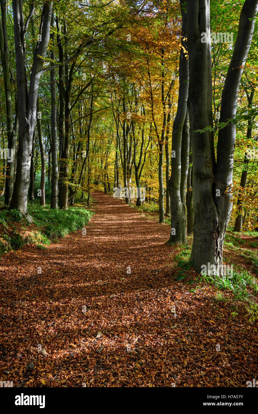 Chemin des bois en automne Banque D'Images