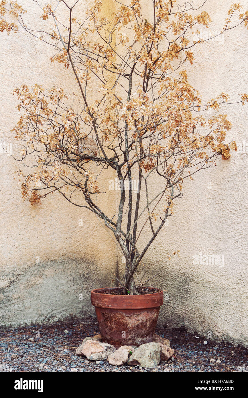 Arbre Sec en pot de fleurs dans des conditions tropicales chaudes Banque D'Images