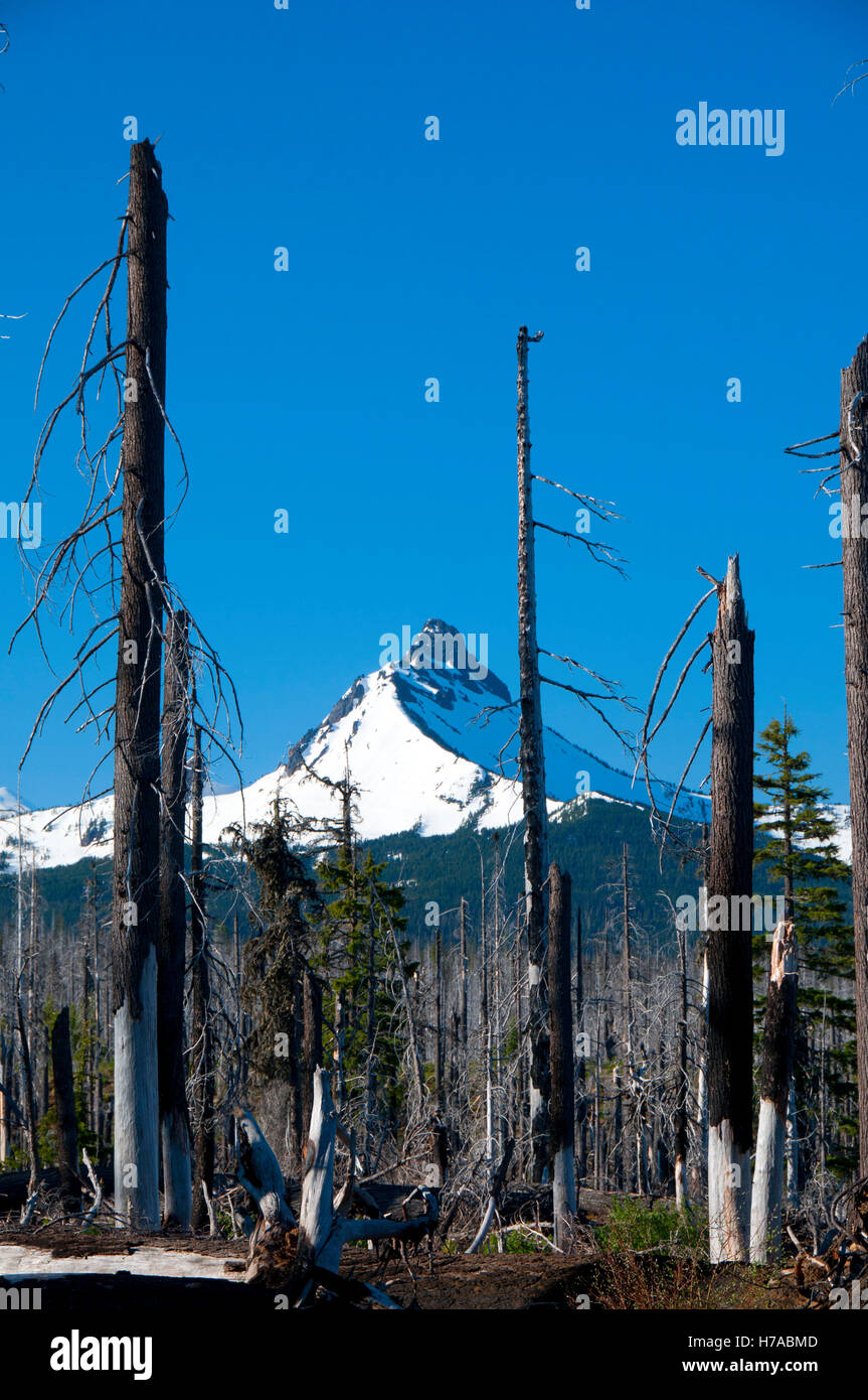 B&B Complexe Fire zone avec Mt Washington le long de la Pacific Crest Trail (PCT), Mt Jefferson Wilderness, Willamette Fores National Banque D'Images