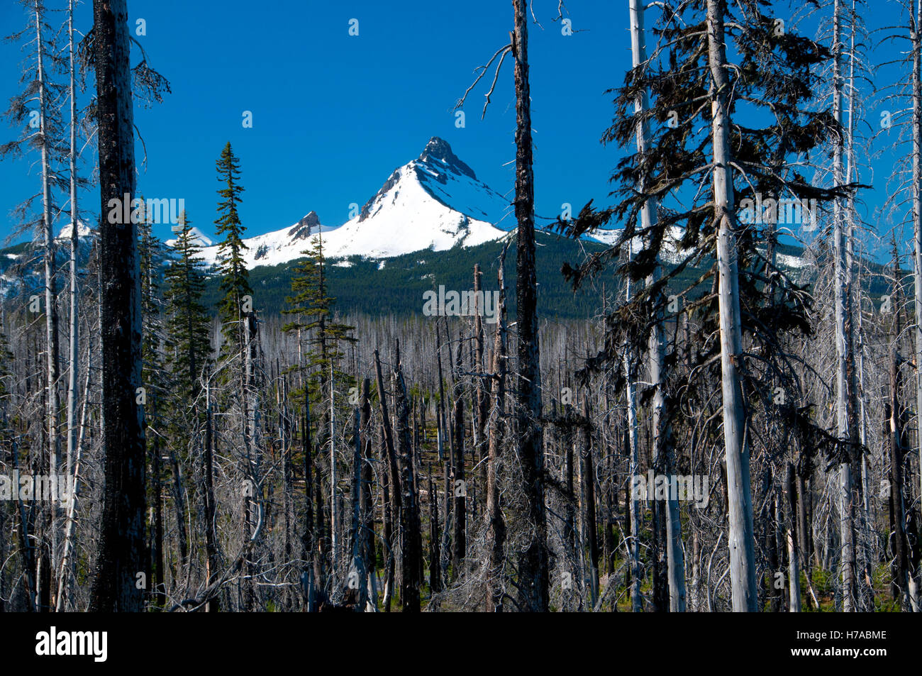 B&B Complexe Fire zone avec Mt Washington le long de la Pacific Crest Trail (PCT), Mt Jefferson Wilderness, Willamette Fores National Banque D'Images