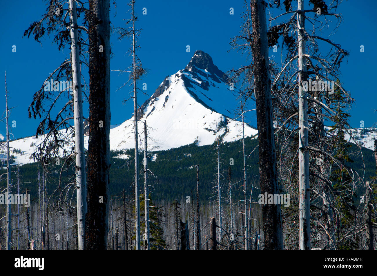 B&B Complexe Fire zone avec Mt Washington le long de la Pacific Crest Trail (PCT), Mt Jefferson Wilderness, Willamette Fores National Banque D'Images