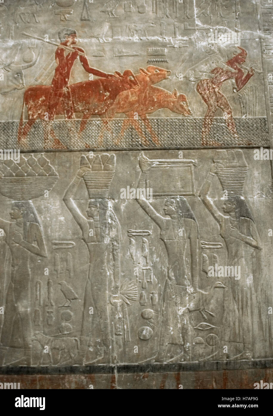 L'Égypte. Saqqara. Mastaba de Ti. Ca. 2400 AV 5e dynastie. Vieux Royaume. Relief représentant l'élevage de bovins et d'esclaves portant des offrandes. Banque D'Images