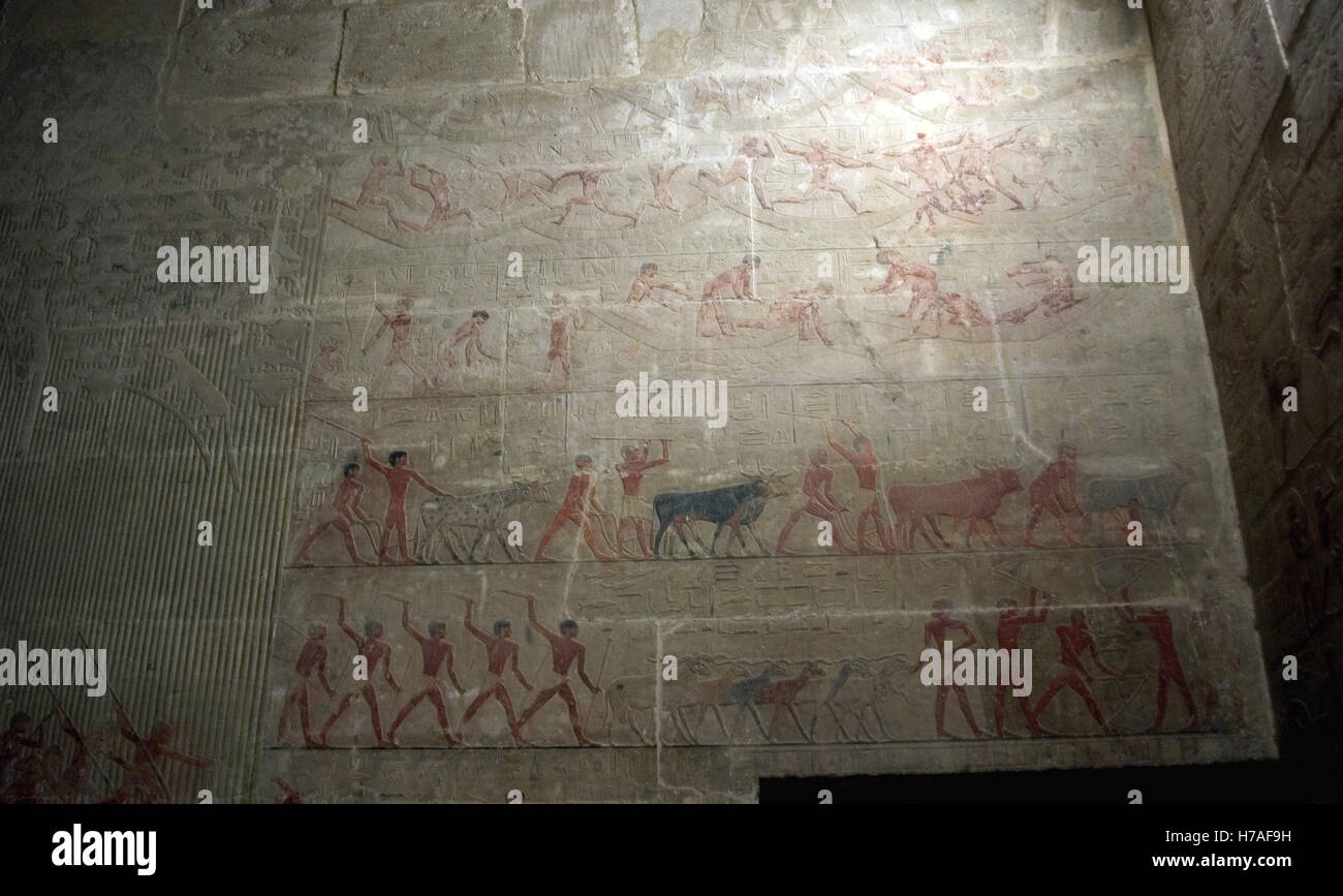 L'Égypte. Saqqara. Mastaba de Ti. Ca. 2400 AV 5e dynastie. Vieux Royaume. Relief représentant la scène de l'élevage. Banque D'Images