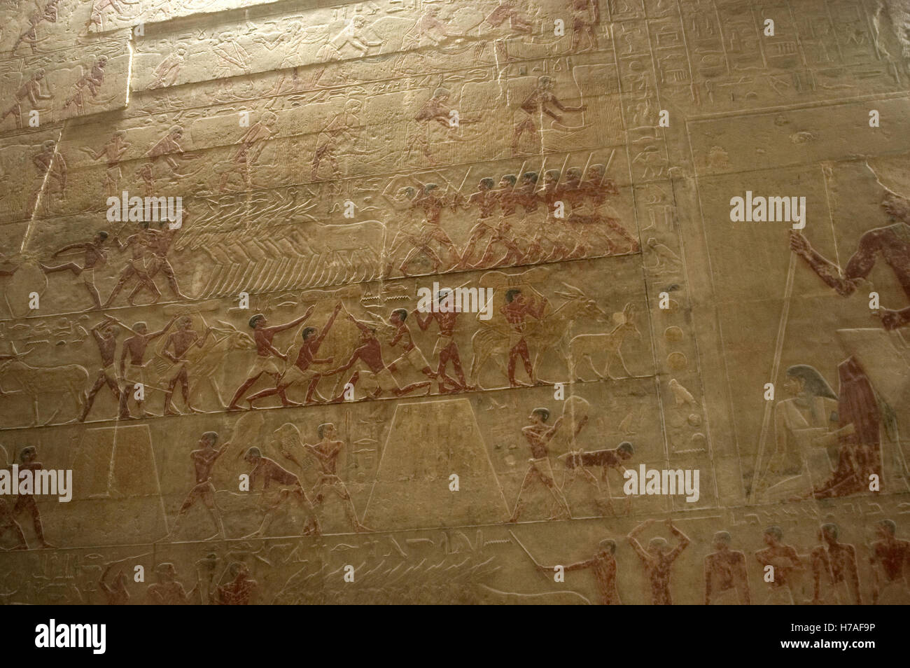 L'Égypte. Saqqara. Mastaba de Ti. Ca. 2400 AV 5e dynastie. Vieux Royaume. Relief représentant l'élevage, d'abattage et de dépeçage. Banque D'Images