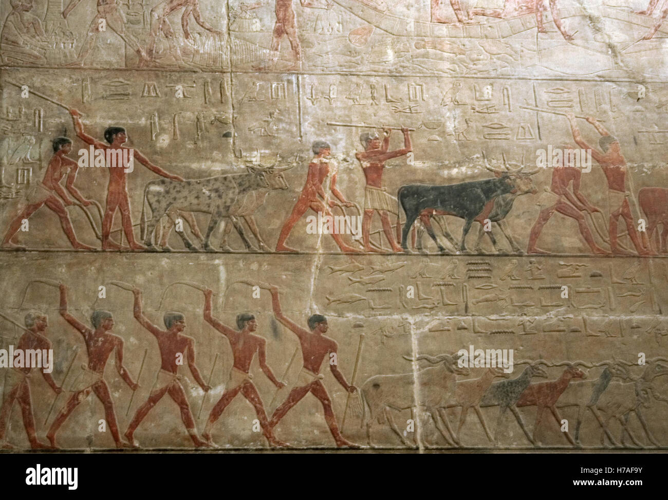 L'Égypte. Saqqara. Mastaba de Ti. Ca. 2400 AV 5e dynastie. Vieux Royaume. Relief représentant la scène de l'élevage. Banque D'Images
