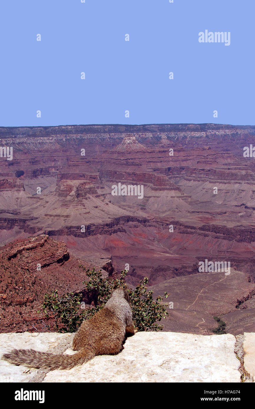 L'observation de l'écureuil le parc national du grand canyon près de grand canyon village. Banque D'Images