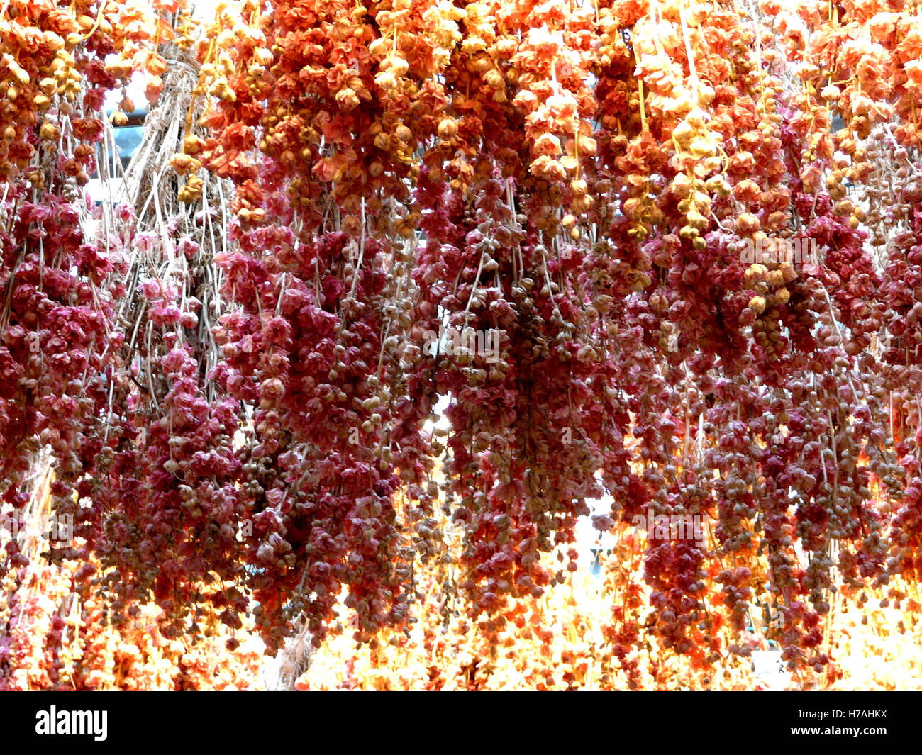 Orange et rose fleurs suspendues au plafond d'une échoppe de marché à Amsterdam, Hollande. Marigold contexte délicat séchage Banque D'Images