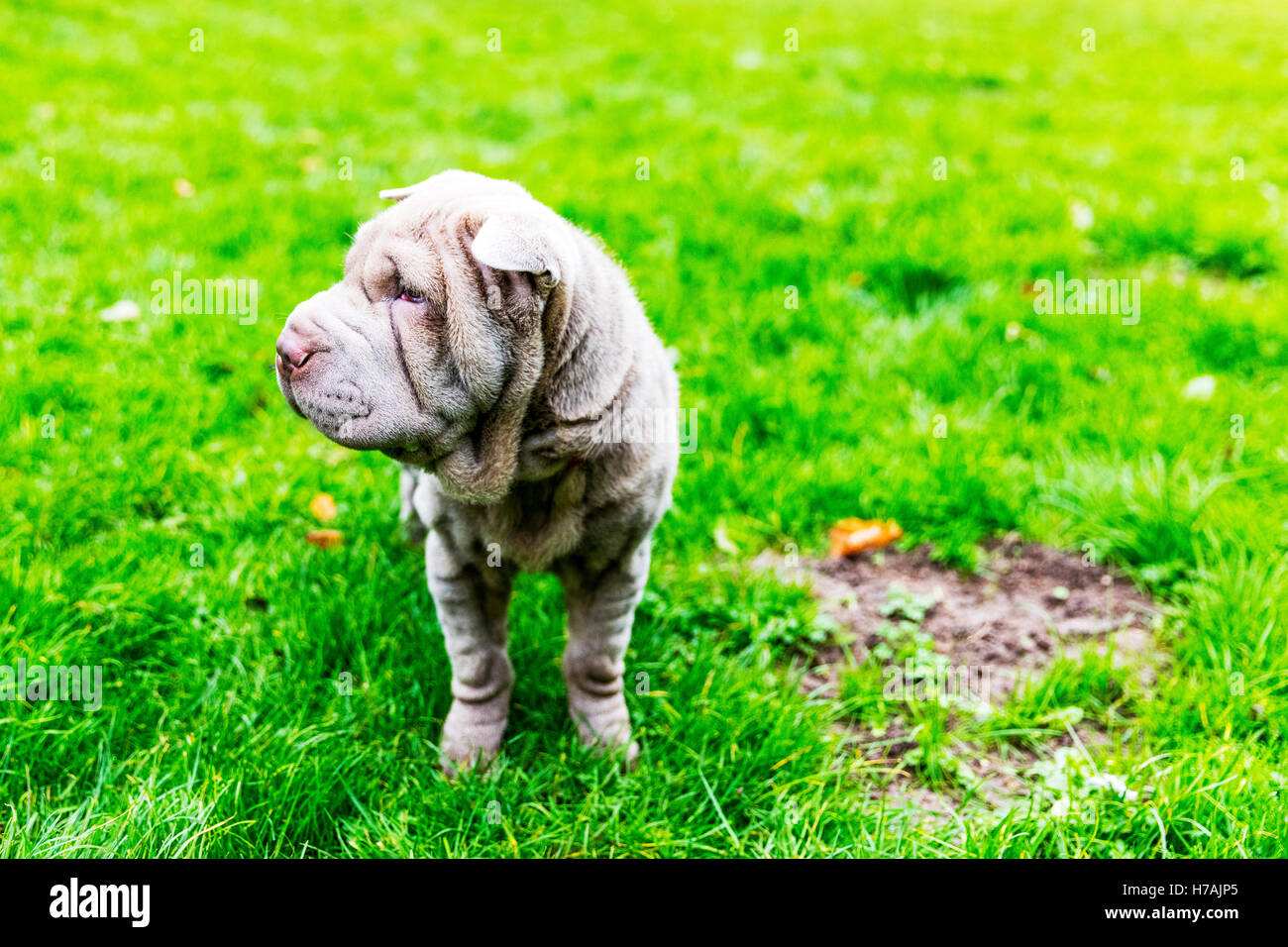 Les Chinois Shar-Pei chiot mignon face ridée rides chien canin Banque D'Images