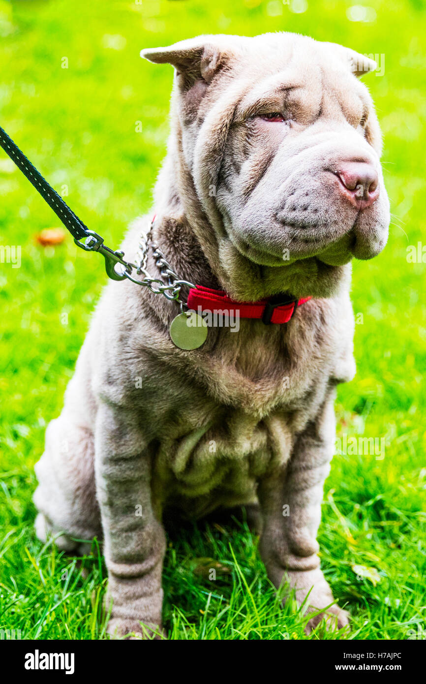 Les Chinois Shar-Pei chiot mignon face ridée rides chien canin Banque D'Images