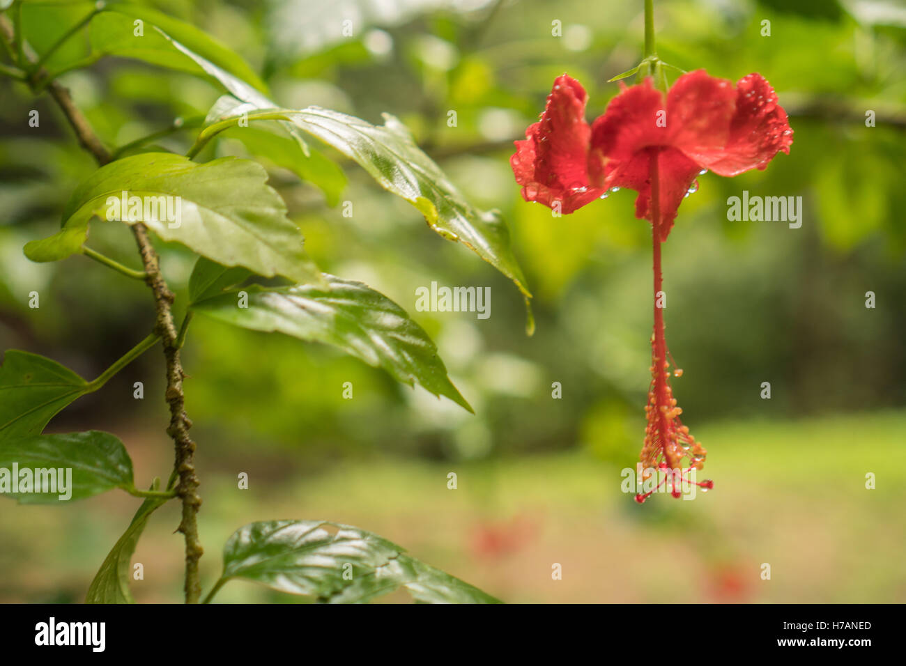 Gros plan de fleur d'hibiscus rouge avec gouttes de pluie isolés dans la jungle tropicale vert Banque D'Images