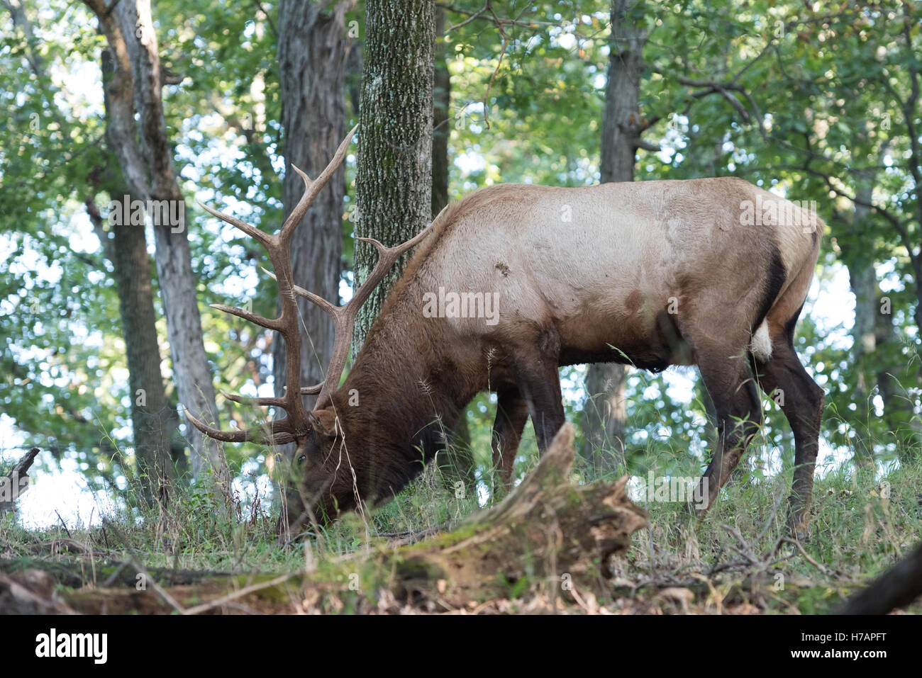 American Bull Elk Banque D'Images