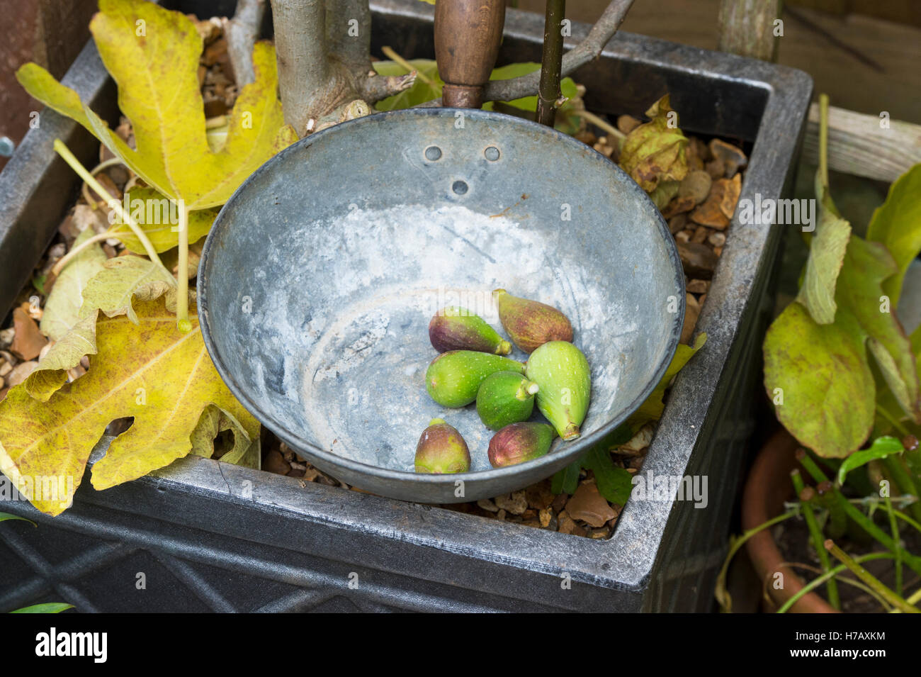 Moule de figues immatures sous-développées retiré d'un figuier en octobre. ROYAUME-UNI Banque D'Images