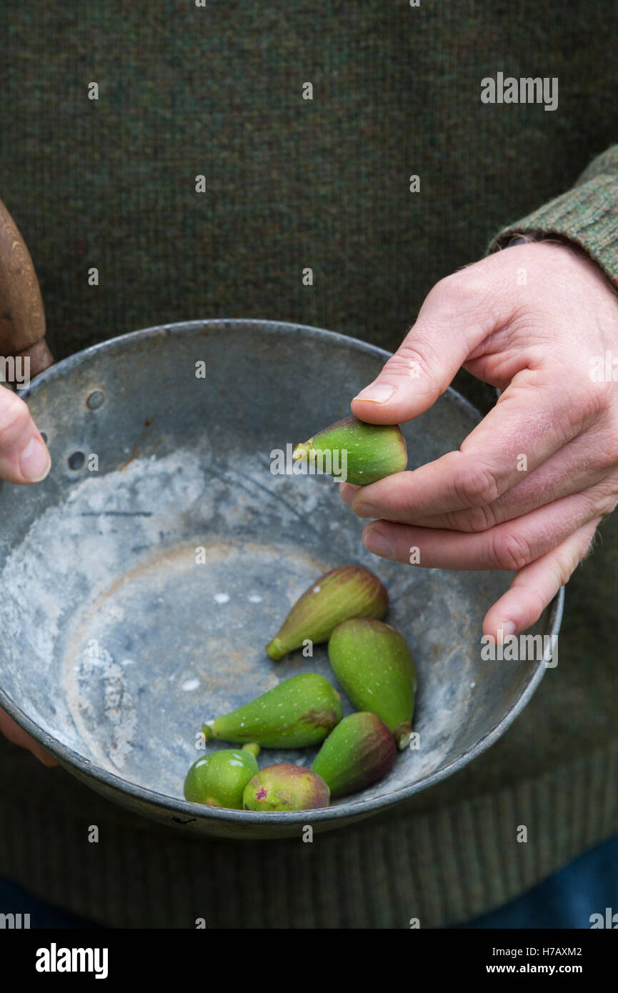Jardinier tenant une casserole de figues immatures sous-développées enlevées d'un figuier en octobre. ROYAUME-UNI Banque D'Images