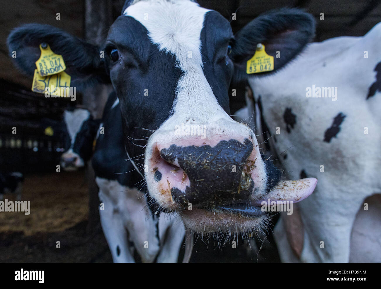 Boeken, Allemagne. 26Th Oct, 2016. Certaines de ces vaches dans une étable de la coopérative de production à Cramonshagen Boeken, Allemagne, 26 octobre 2016. La coopérative s'arrête leur production laitière, le dernier des 400 vaches laitières doit quitter les écuries dans les jours à venir, qui sera démoli. Environ 5 000 fermes laitières en Allemagne arrêté leur production en raison de la crise du marché du lait, le ministère de l'Agriculture a informé. PHOTO : JENS BUETTNER/dpa/Alamy Live News Banque D'Images