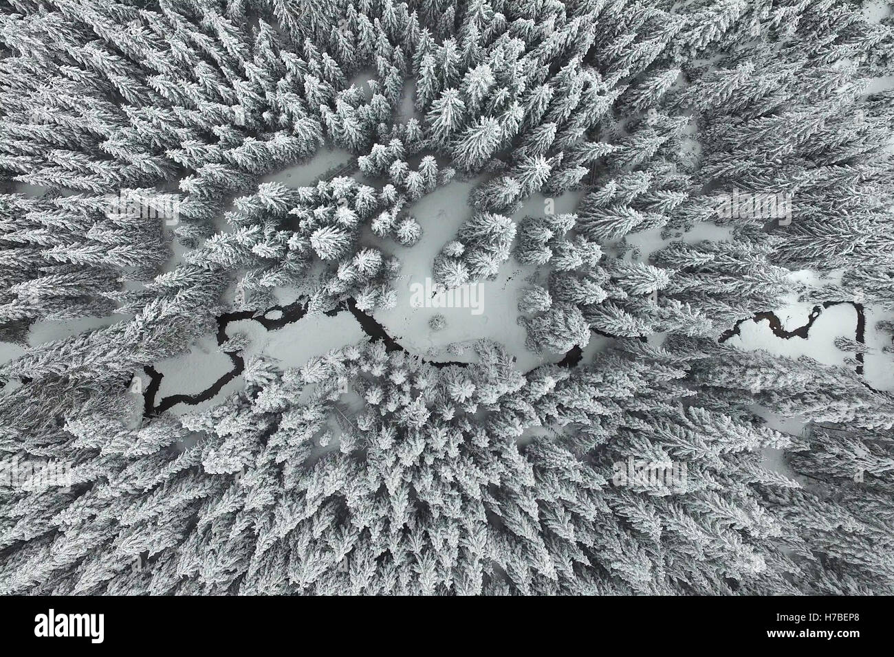 Vue aérienne de pins enneigés et un peu d'eau méandrique. Banque D'Images