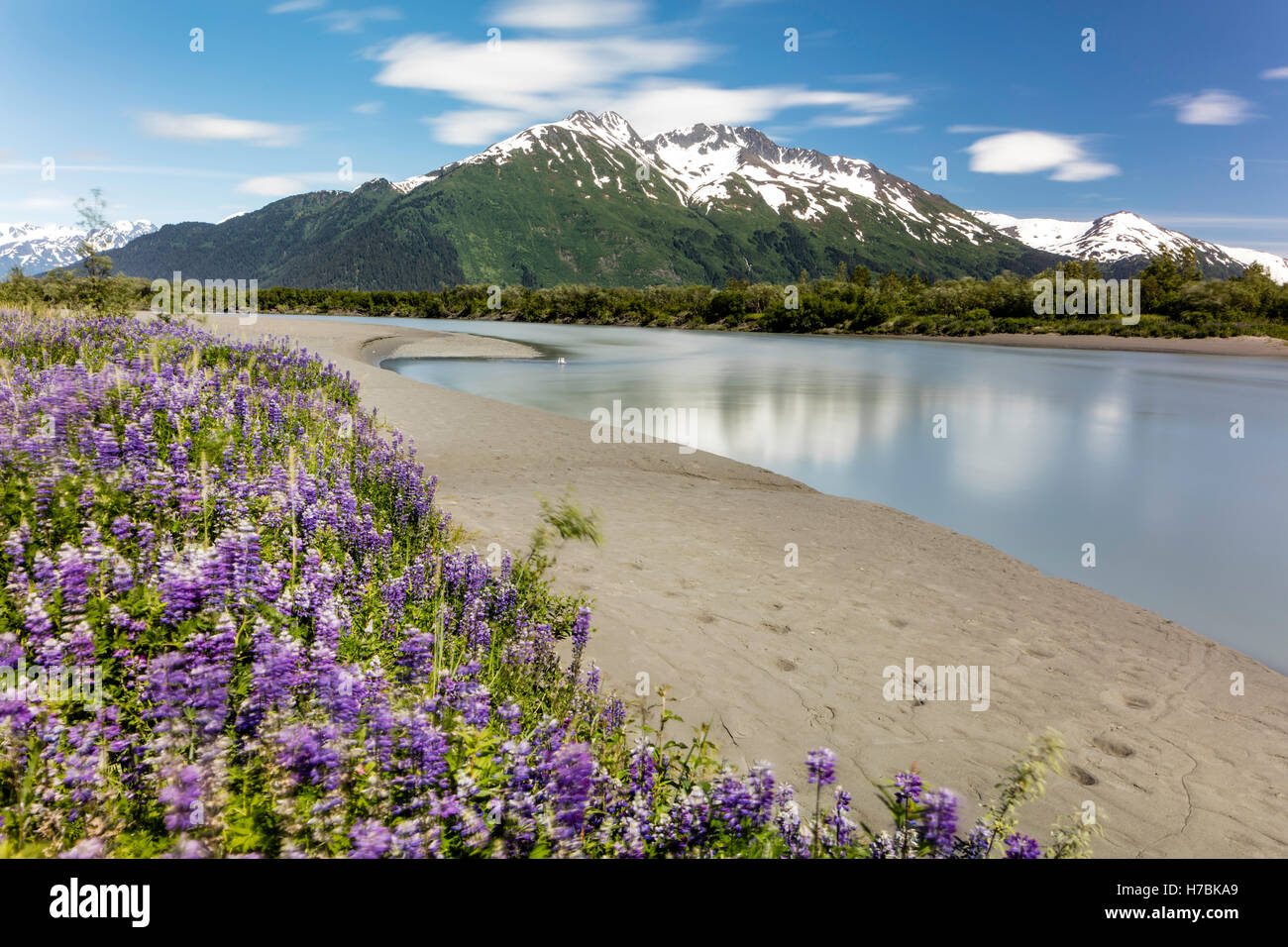 Une longue exposition de Nootka lupins (Lupinus) nootkatenis le long de la rivière dans l'extraction de l'Overflow Turnagain Arm dans le sud de l'Alaska. Banque D'Images