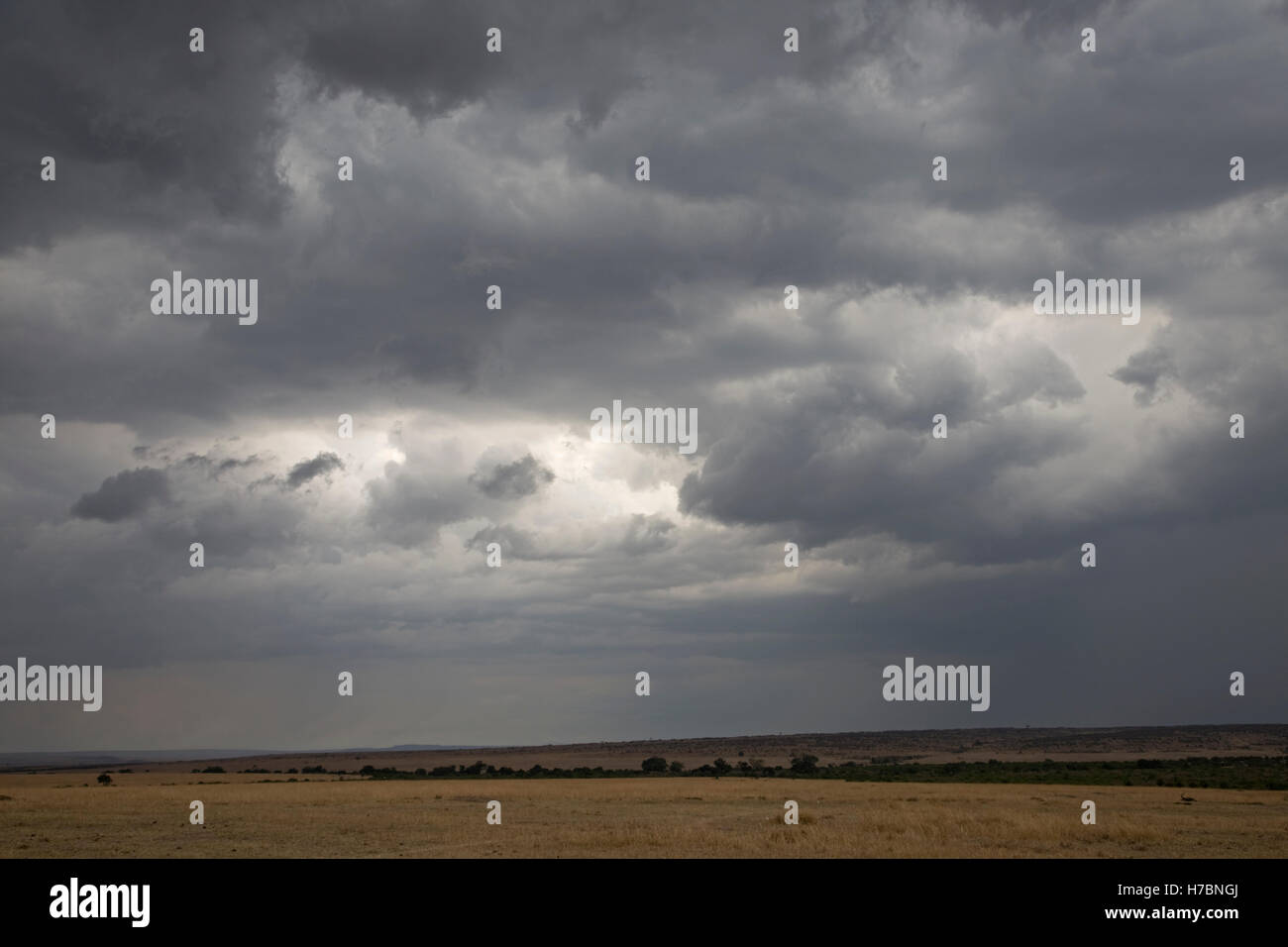 Les nuages de pluie tempête sur bâtiment prairies de la savane le Masai Mara au Kenya Banque D'Images