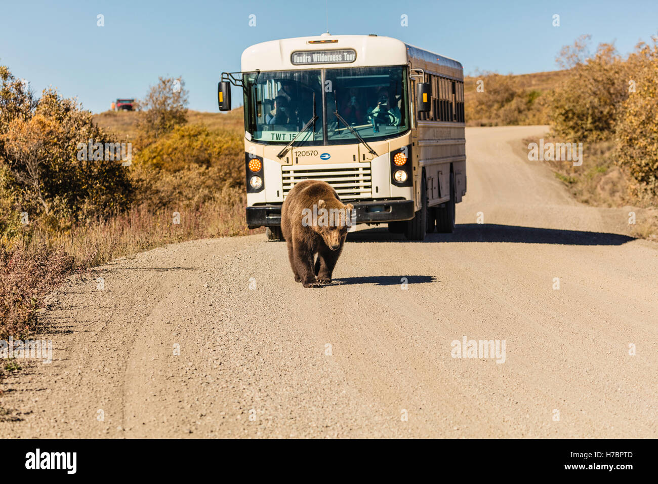 Grizzli marche le long de la route à Sable col comme un bus de tourisme cherche sur dans le parc national Denali en Alaska. Banque D'Images