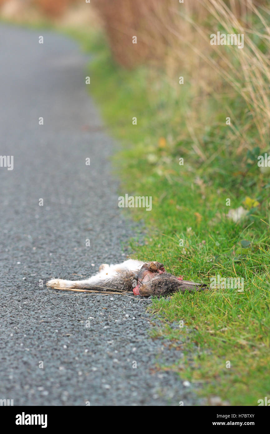 Roadkill lapin morts tués sur une route, dans le Yorkshire, UK Banque D'Images