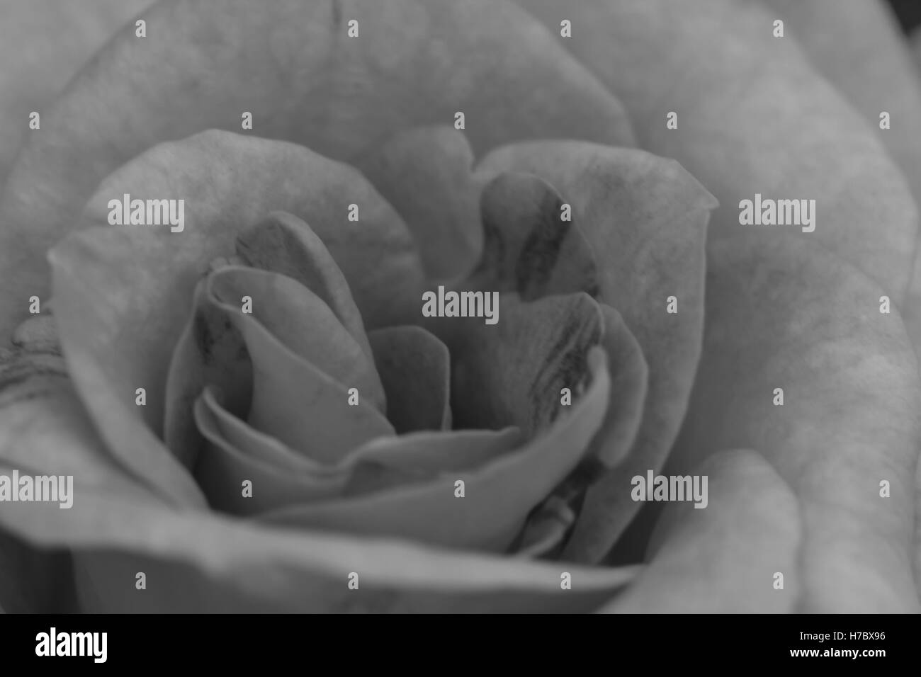 Close up belle jaune à fleurs roses dans le jardin, ton noir et blanc Banque D'Images
