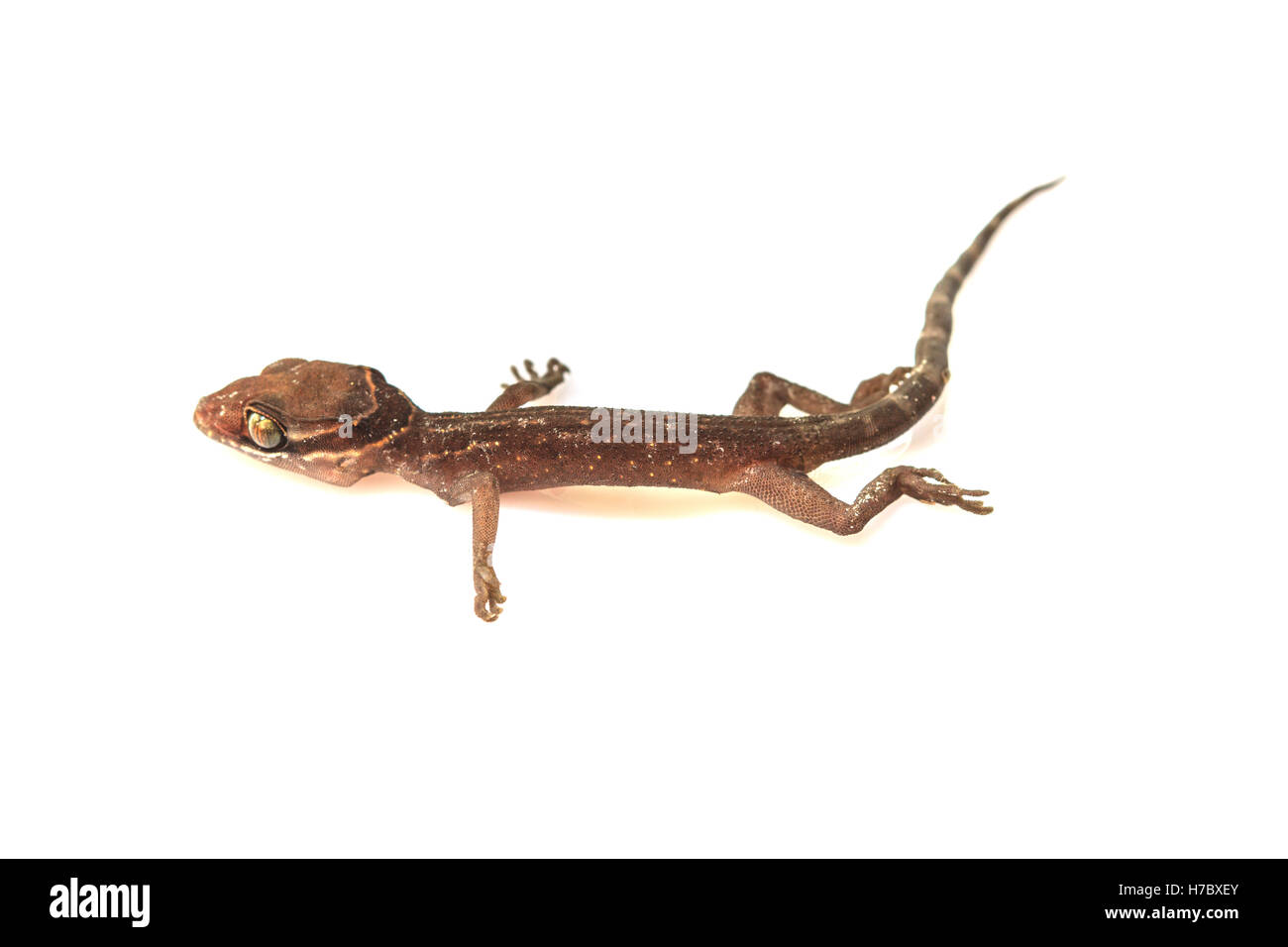 Forêt de Gecko Lizard trpical isolé sur fond blanc, Cyrtodactylus oldhami Banque D'Images