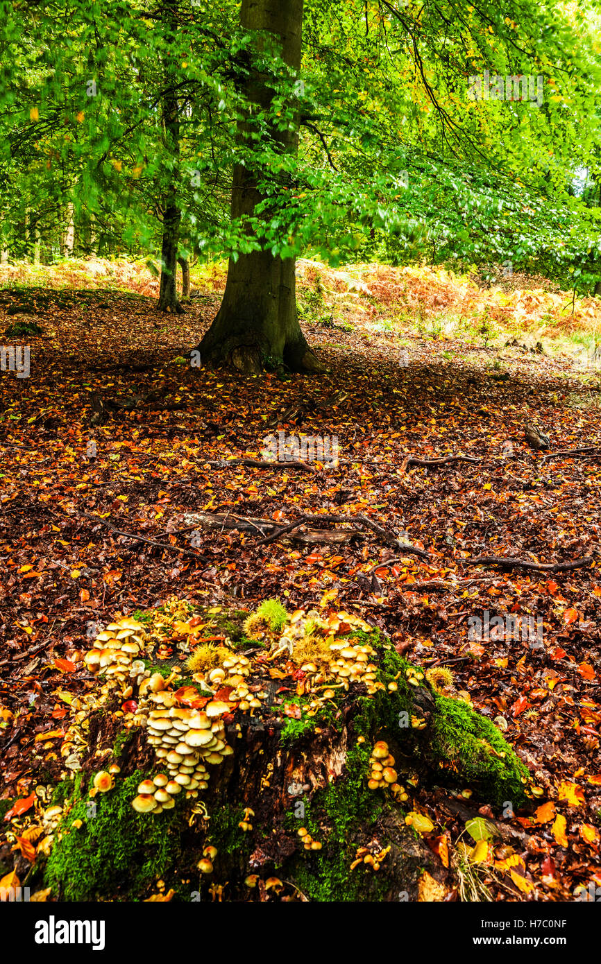 L'automne dans la forêt de Dean, Gloucestershire. Banque D'Images