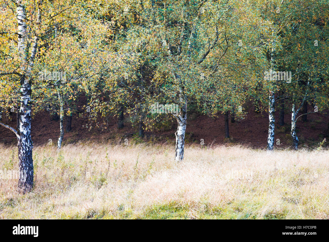 L'argent d'automne bouleaux, Betula pendula, dans la forêt de Dean, Gloucestershire. Banque D'Images