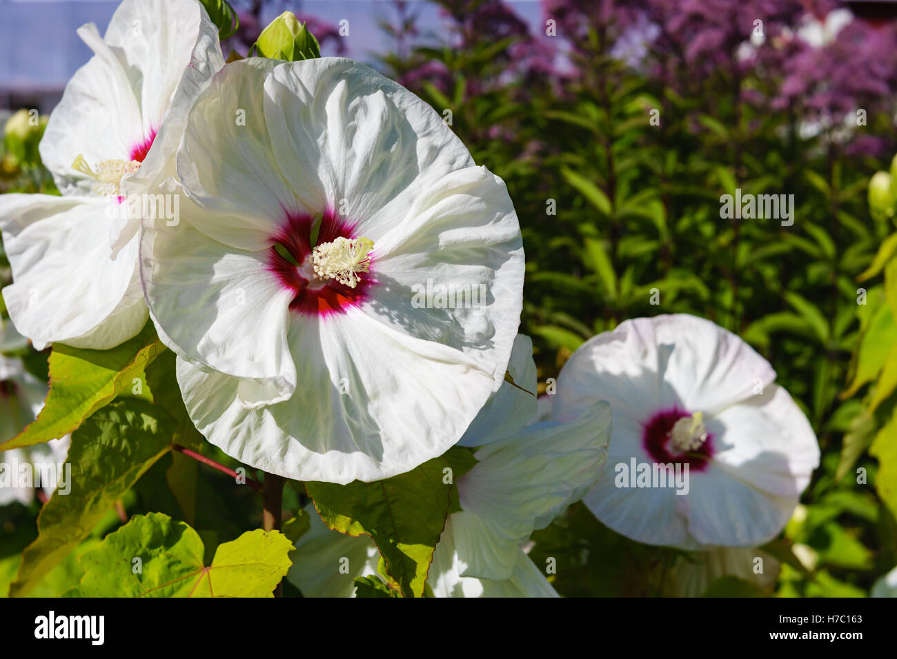 Grandes fleurs d'hibiscus dans un jardin d'été. Banque D'Images