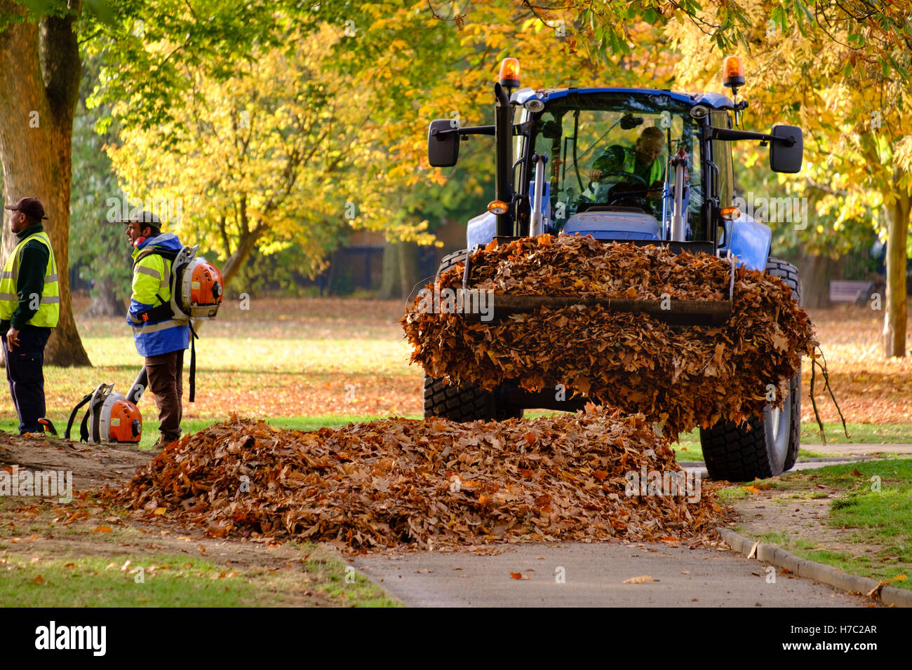 Un tracteur rassemble des tas de feuilles d'automne pour le dédouanement, Victoria Park, East London, UK Banque D'Images
