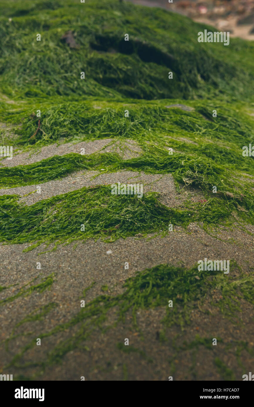 Une mousse verte les algues de la création d'une texture. Banque D'Images