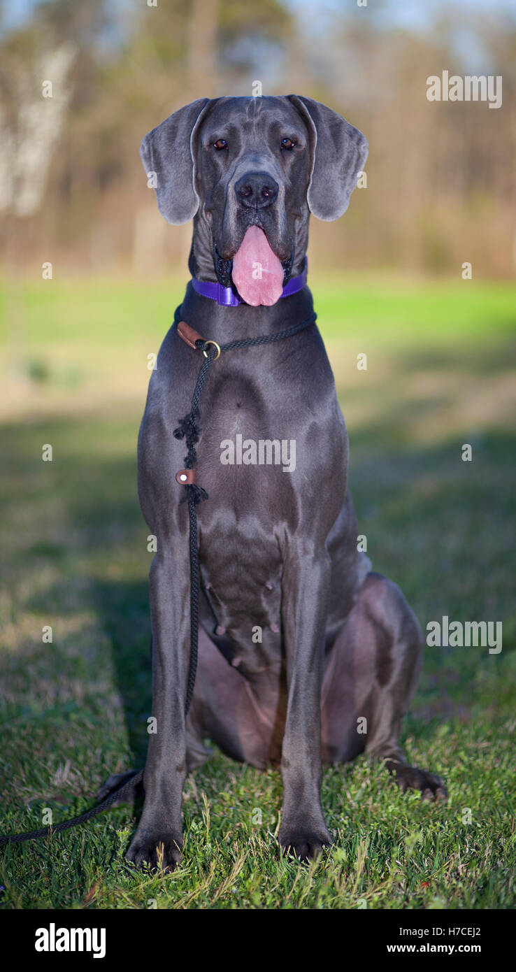 Dogue Allemand pure race dans la couleur gris bleu appel éleveurs Photo  Stock - Alamy