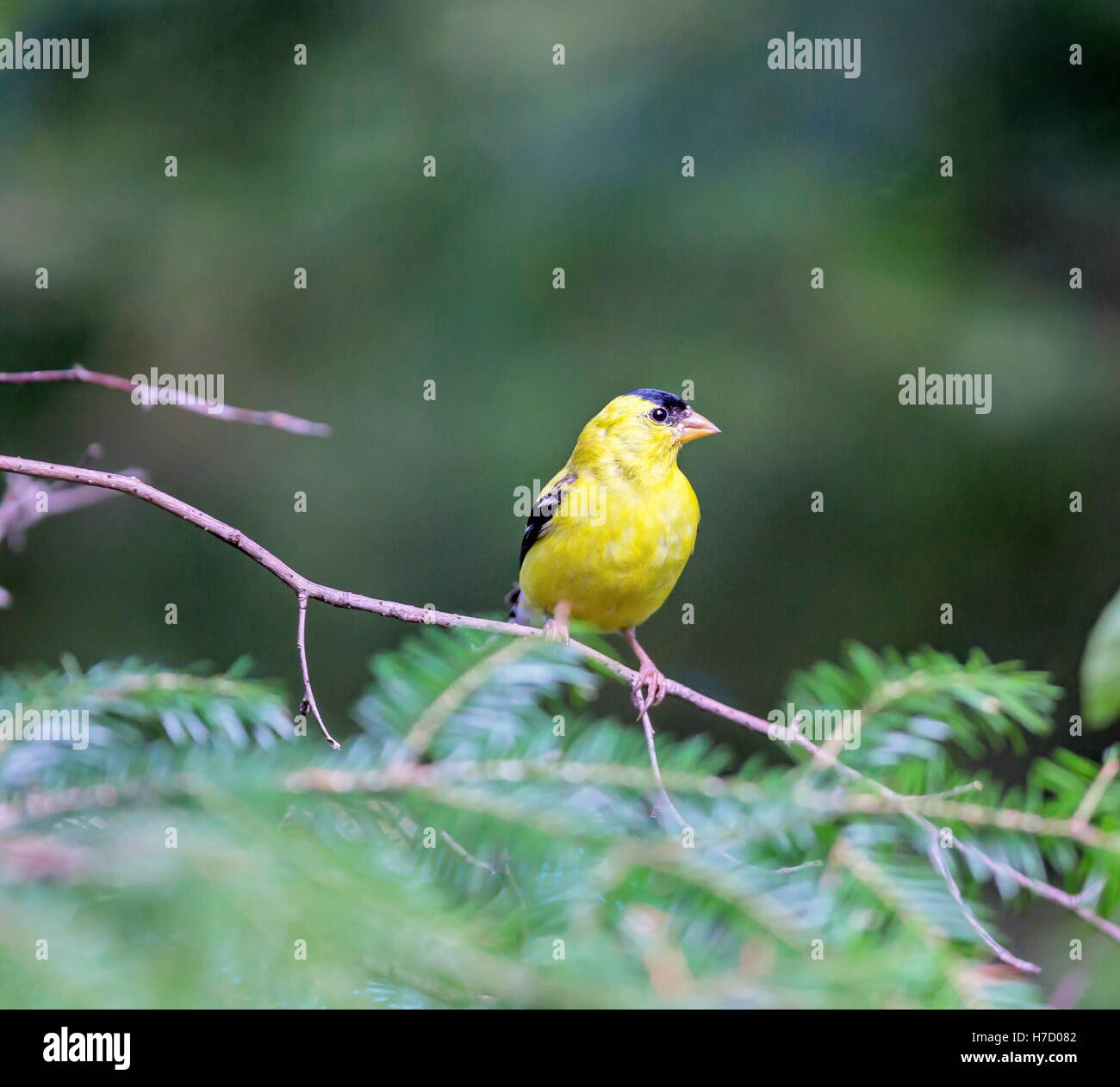 Chardonneret jaune est un joli petit oiseau Finch, l'état du New Jersey, de l'Iowa, et Washington. Banque D'Images