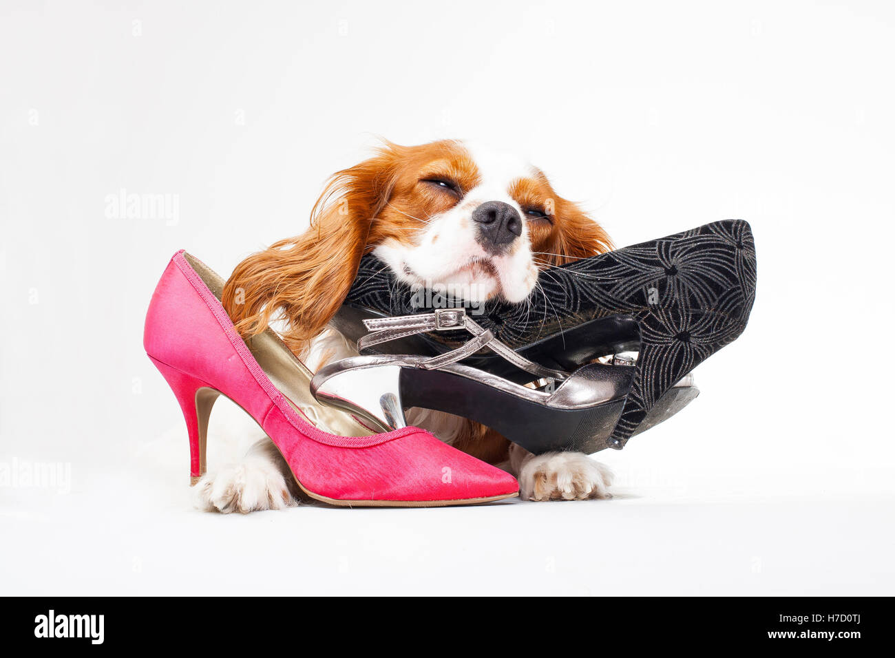 Chien avec ses chaussures. King Charles Spaniel chien avec des chaussures. High heels en studio, avec un chien. Chien avec des chaussures. Chien avec des talons hauts. Cavalier King Charles Spaniel Banque D'Images