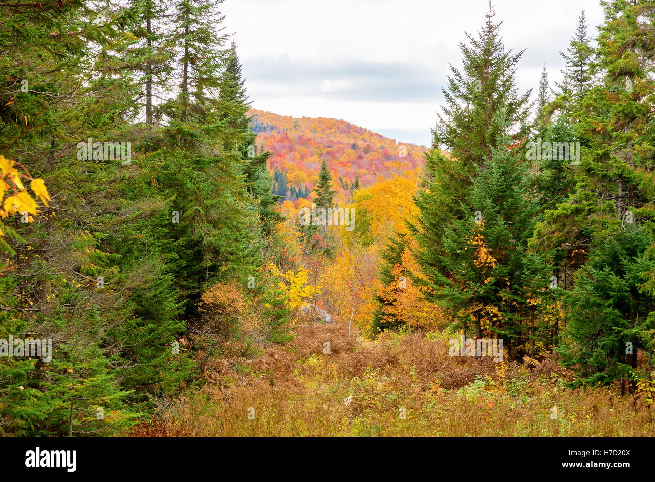 Début de l'automne prennent effet sur la campagne dans le nord du Québec. En tournant les arbres rouges de sang avant l'hiver. Banque D'Images