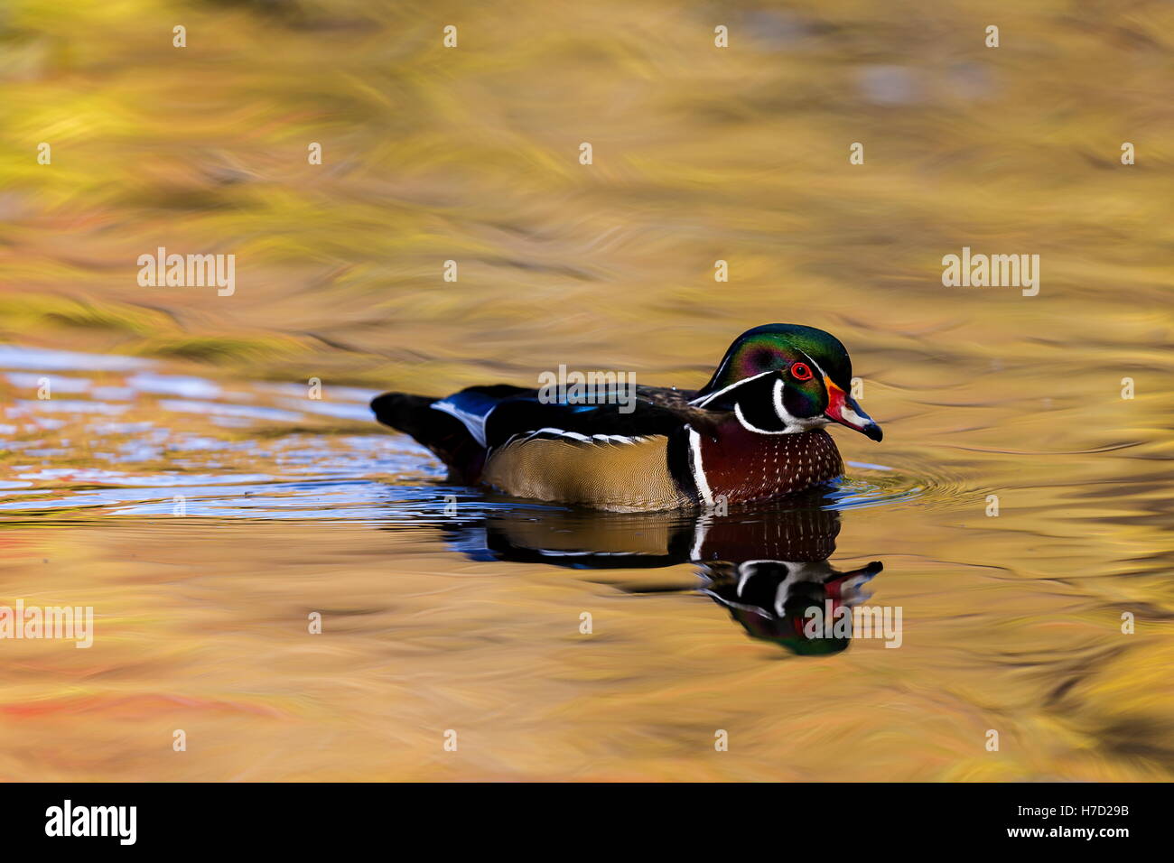 Canard branchu mâle ou Carolina est une espèce de canard canards percheurs trouvés en Amérique du Nord. Banque D'Images