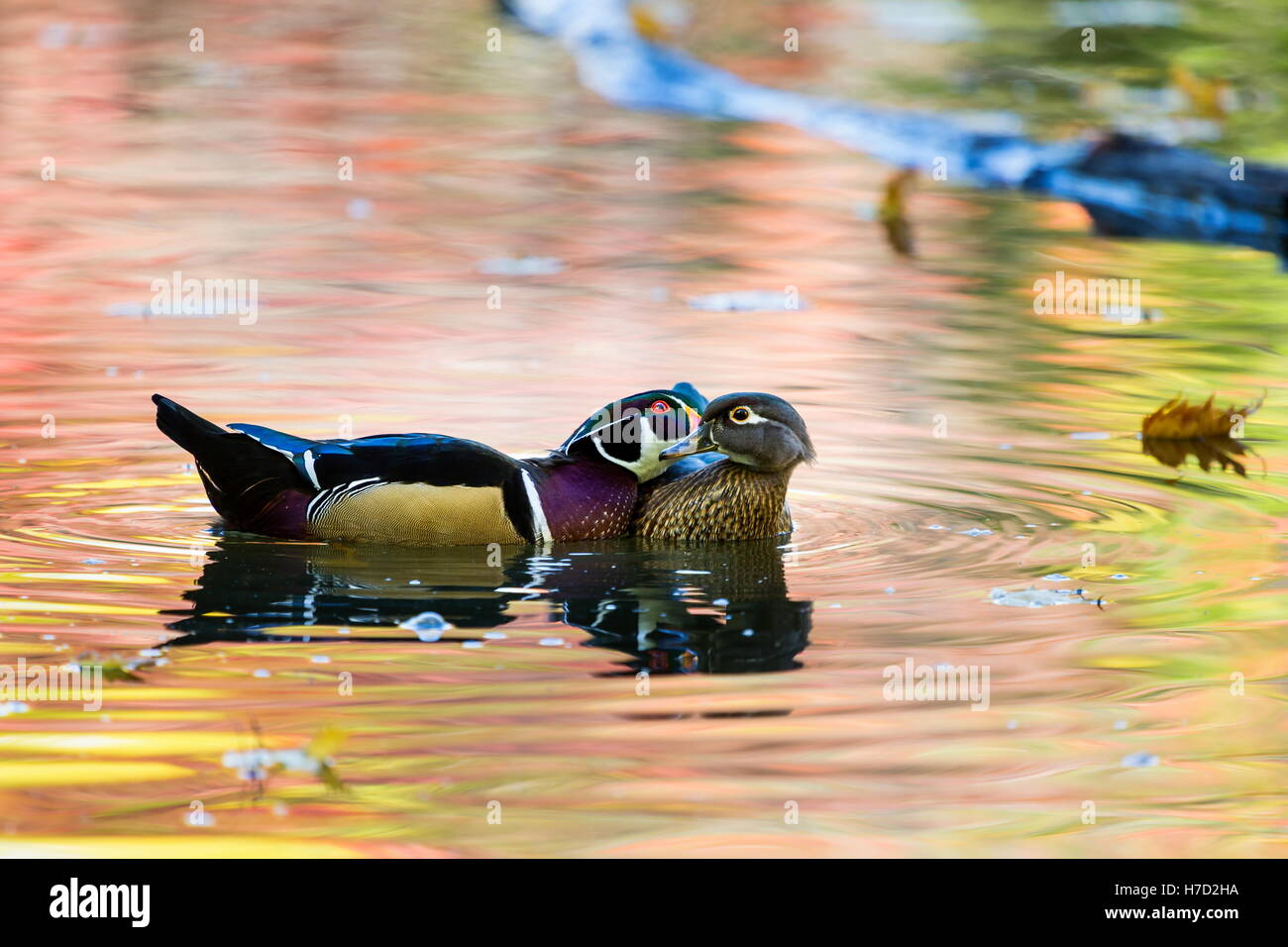 Canard branchu mâle ou Carolina est une espèce de canard canards percheurs trouvés en Amérique du Nord. Banque D'Images